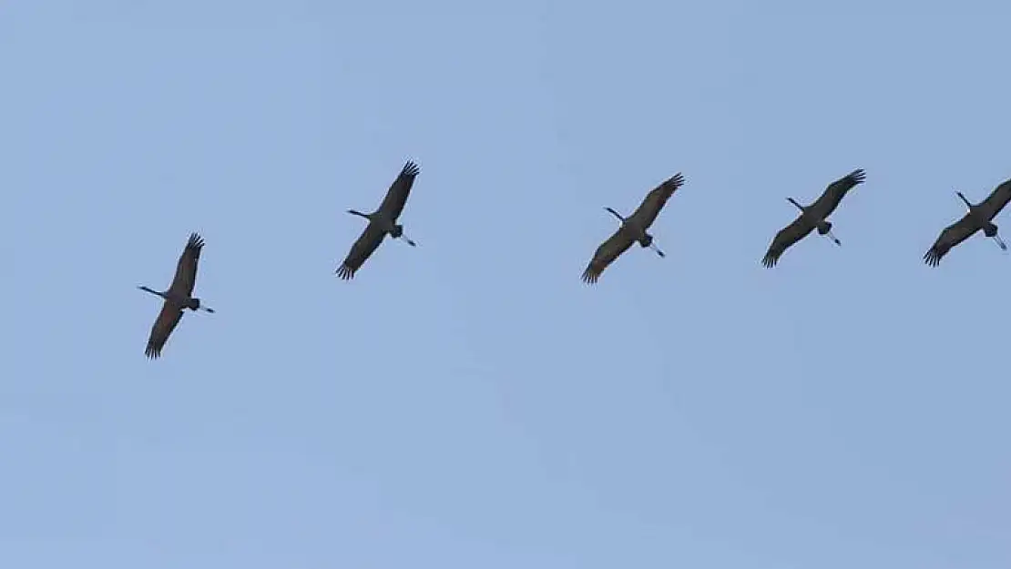 Türkiye'de çok nadir görülüyor, Antalya'da ilk kez gözlendi! Hemen kayıtlara işlendi!