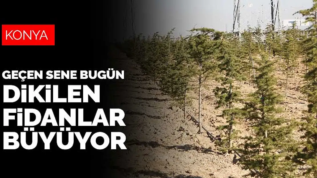 Konya'da geçen yıl bugün ekilen fidanlar büyüyor