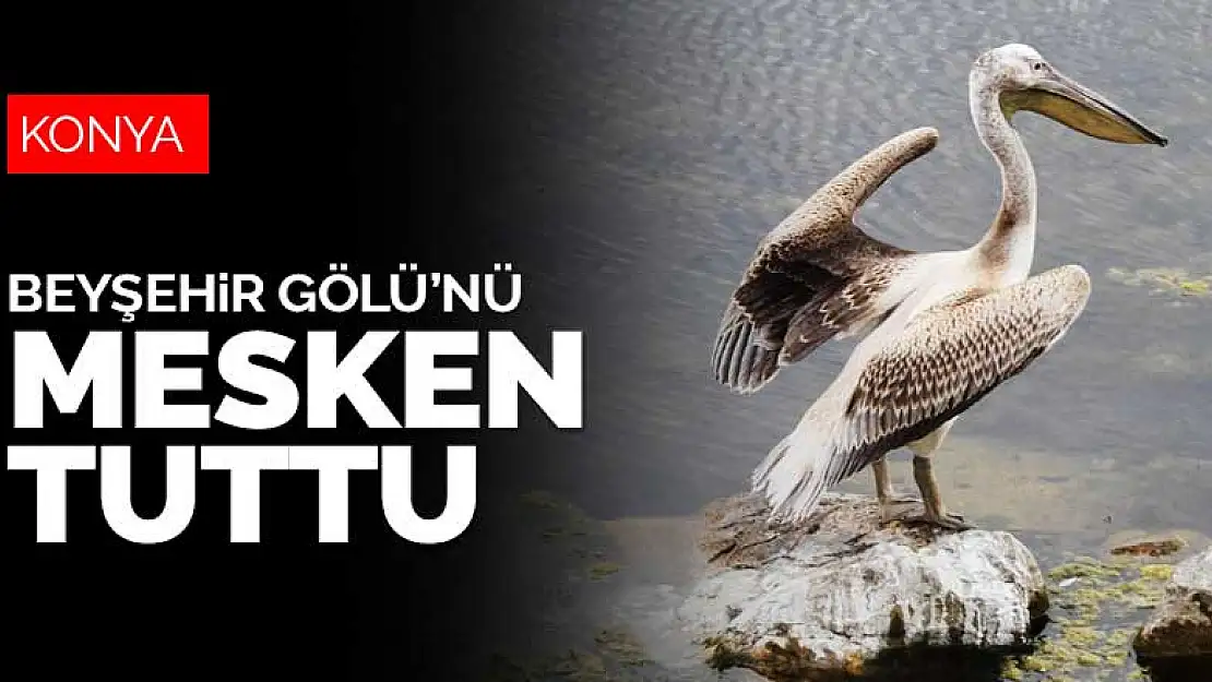 Uzun yıllardır görünmüyordu! Beyşehir Gölü'nü mesken tuttu