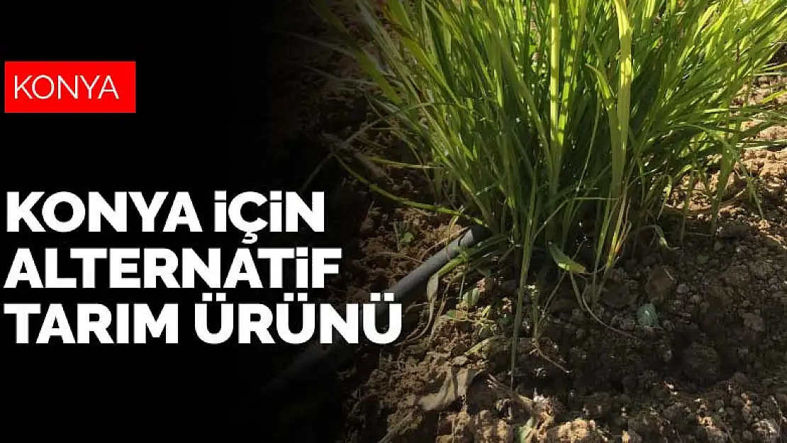 Konya için alternatif tarım ürünü 'yer bademi'