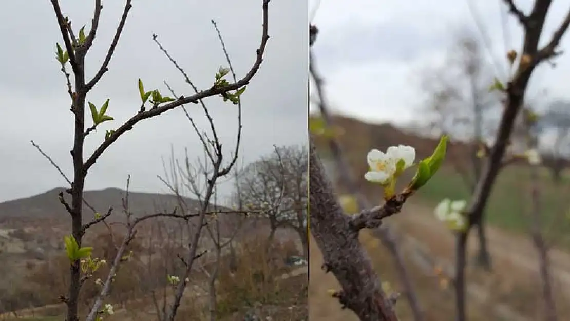 Konya'da Aralık ayında çiçek açan erik ağacı görenleri şaşırttı