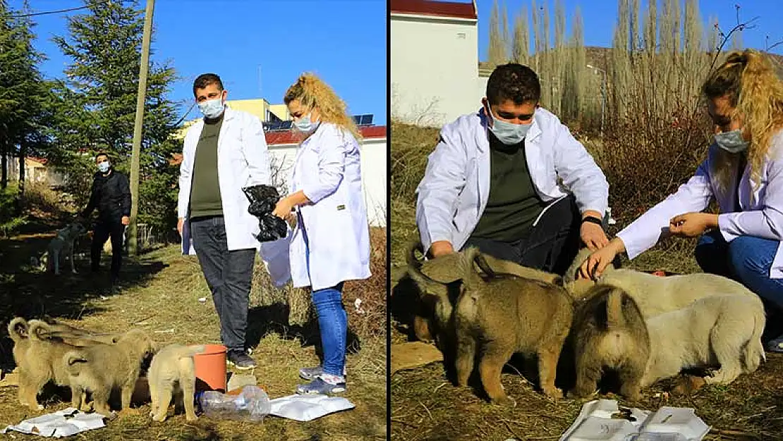 Konya'da hastane bahçesinde doğum yapan engelli köpek ve 11 yavrusuna sağlık çalışanları sahip çıktı