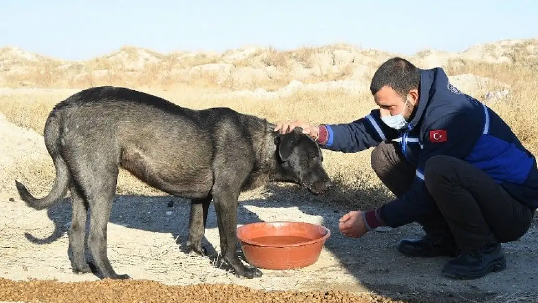 Konya Büyükşehir Belediyesi sokak kısıtlamasında sokak hayvanlarını unutmuyor