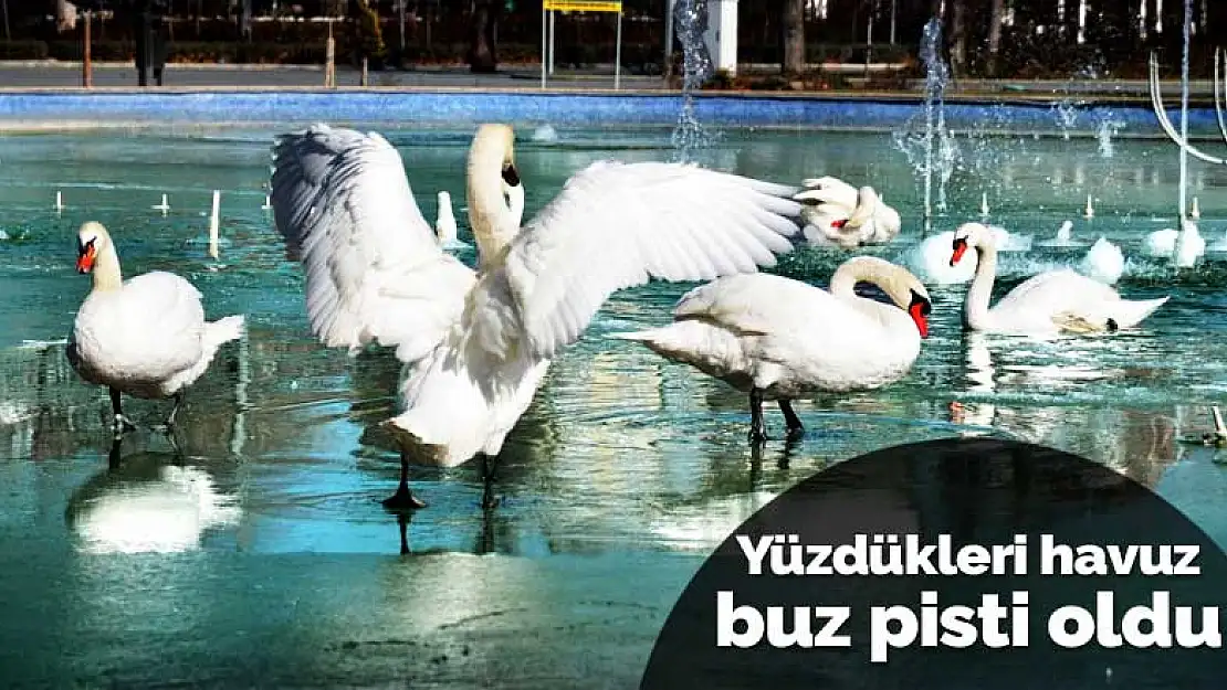 Konya Kültür Park'ta kuğuların yüzdüğü süs havuzu buz pisti oldu