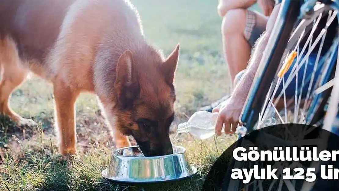 Konya Büyükşehir'den sahiplendirdiği sokak köpekleri için her ay 125 lira destek