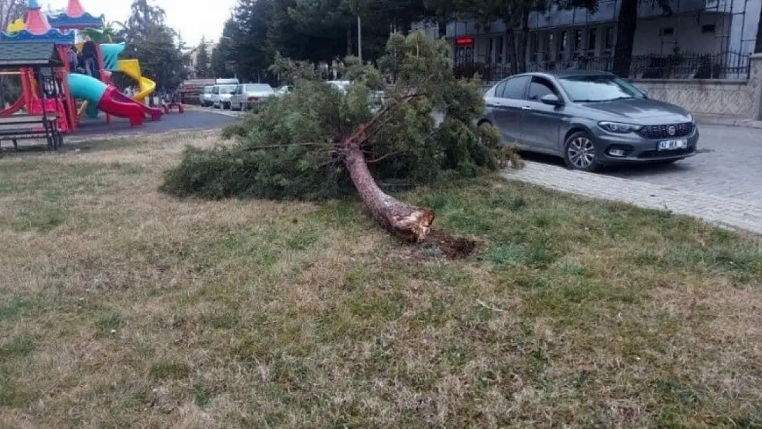 Beyşehir'de şiddetli fırtına ağaçları devirdi