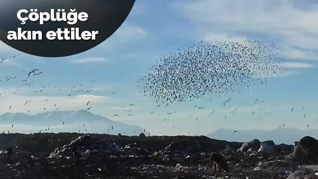 Beyşehir Gölü'nde yiyecek bulamayan sığırcıklar çöplüğe akın etti