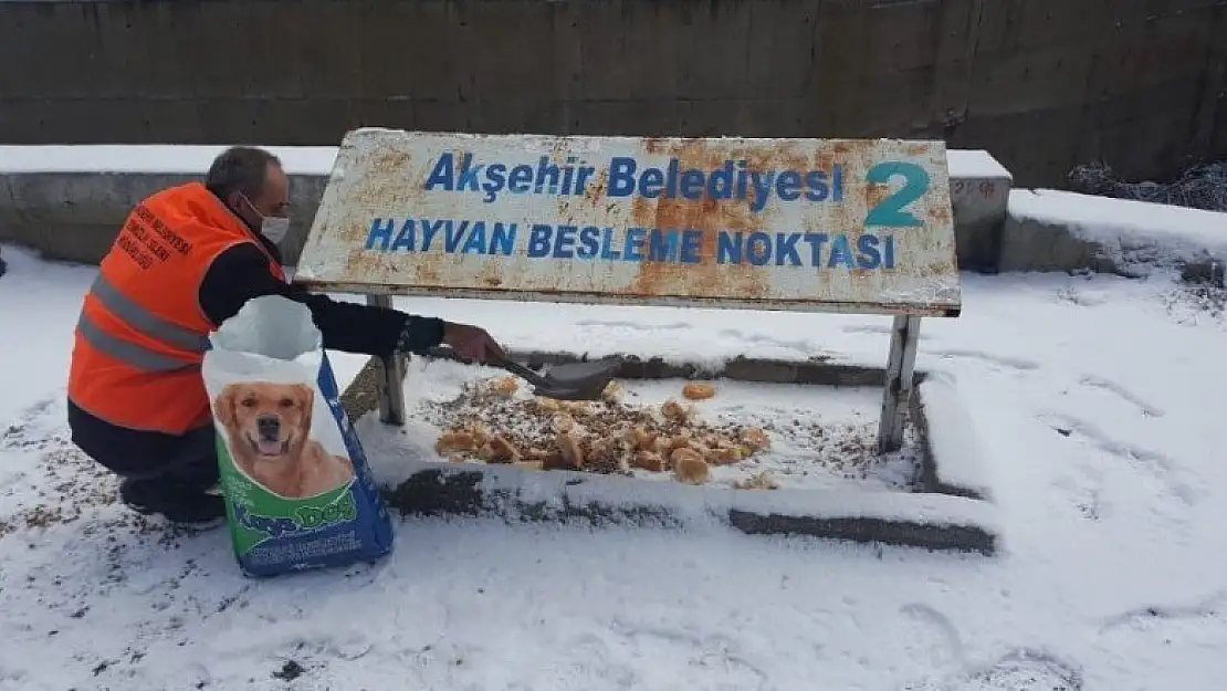 Akşehir Belediyesi ekipleri sokak hayvanları için yiyecek bıraktı