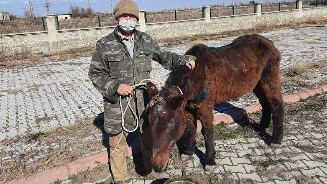 Akşehir sokaklarında başıboş dolaşan at sahiplendirildi