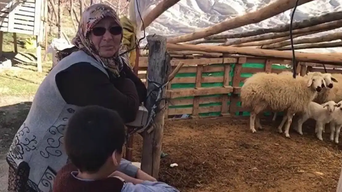 Konya'da utandıran hırsızlık! Şehit annesinin koyunlarını çaldılar