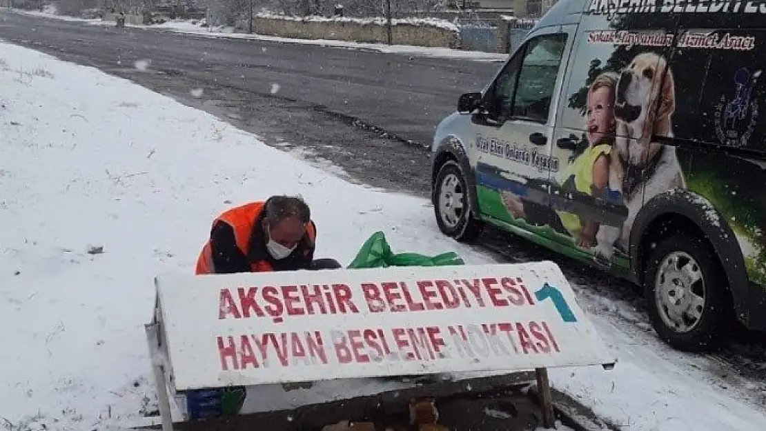 Akşehir Belediyesi sokak hayvanlarını unutmuyor