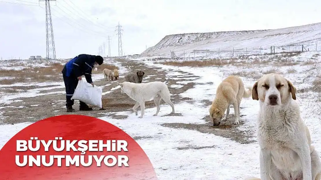 Konya Büyükşehir Belediyesi sokak hayvanlarını unutmuyor