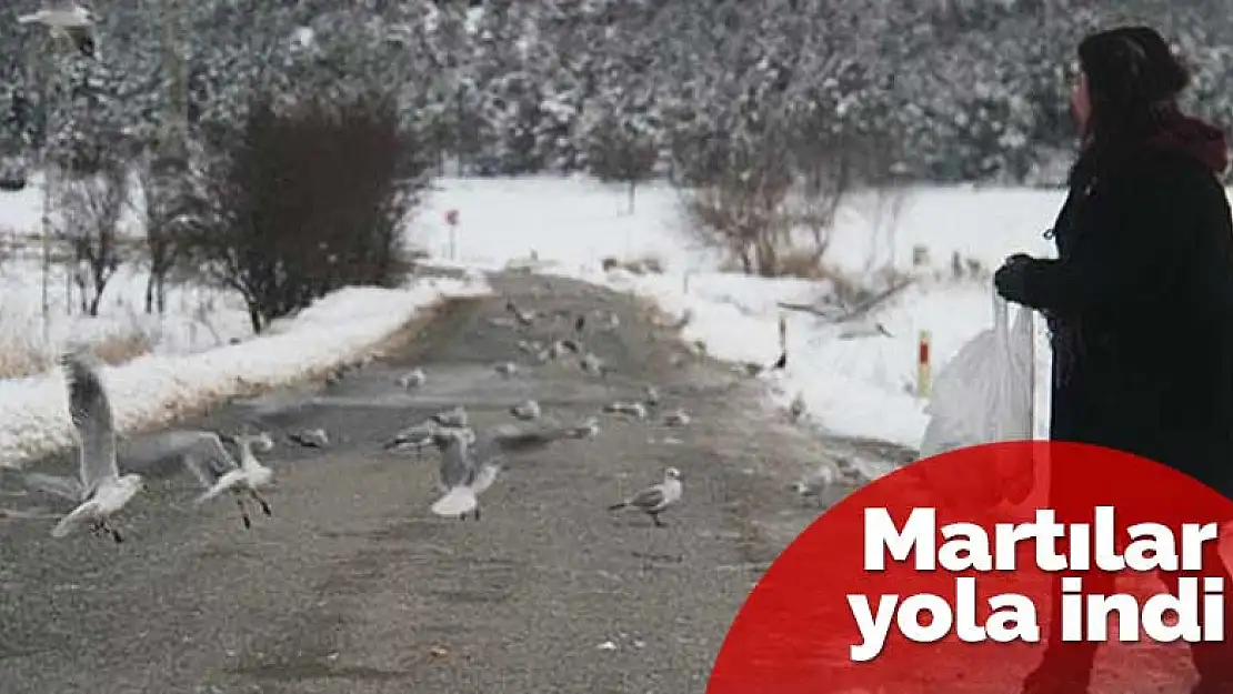 Beyşehir karla kaplandı, aç kalan martılar yol kenarlarına indi