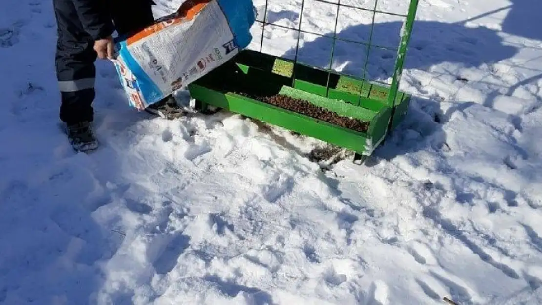 Kulu'da sokak hayvanları unutulmuyor