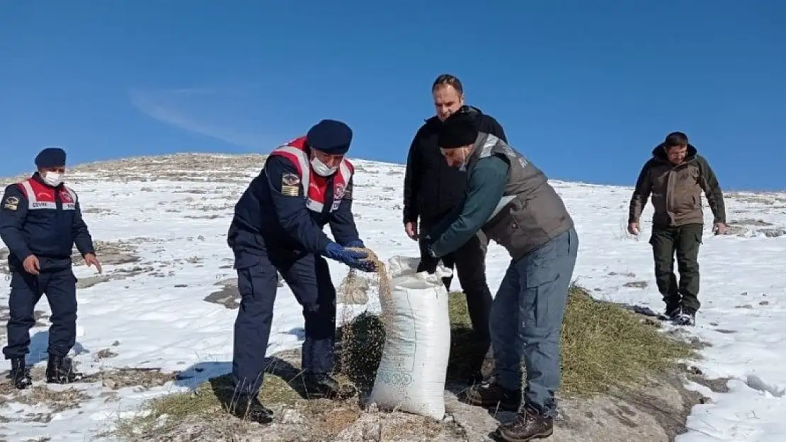 Konya'da sadece sokak hayvanları değil yaban hayatı da unutulmuyor