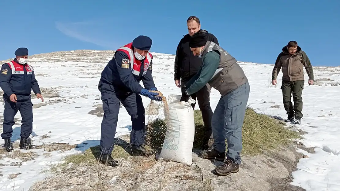 Konya'da yaban koyunlarına yem bırakıldı