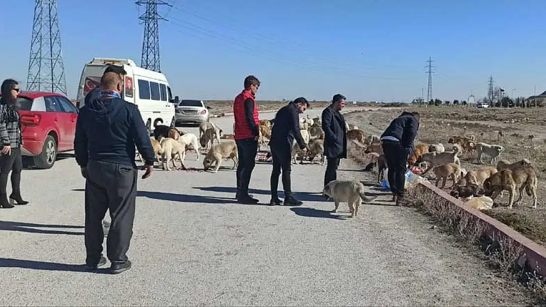 KONTİMDER sokak hayvanlarını yalnız bırakmıyor