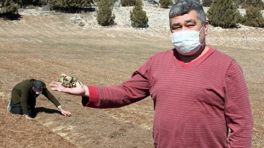 Toroslar'ın atıl tarlaları salep ile ekonomiye kazandırılacak