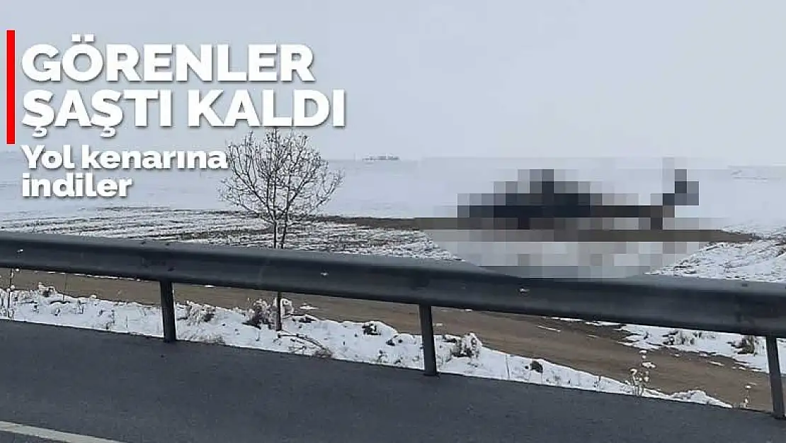 Karapınar'a şaşırtan görüntü! Yol kenarına indiler