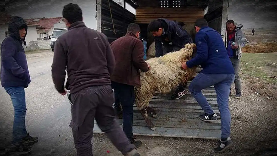 Konya'da esrarengiz şekilde telef olan koyunlar için inceleme yapılıyor