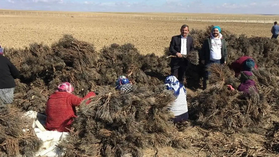 Kulu'da ilk lavanta ekimi yapıldı