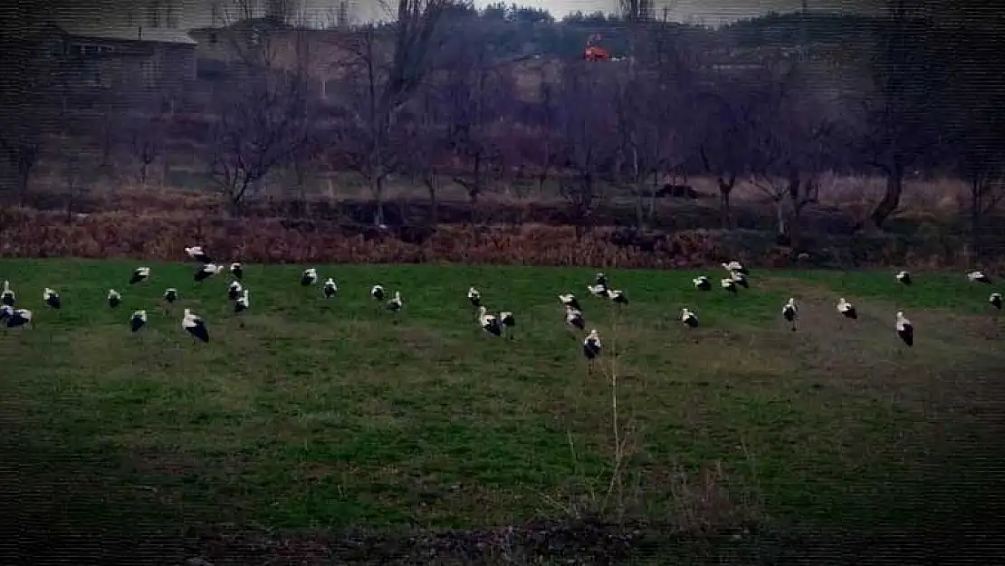 Leyleklerin Konya molası sürüyor