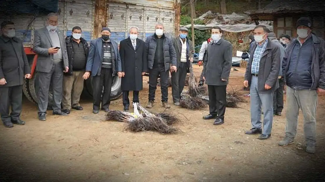 Büyükşehir Belediyesi Akşehir'de çiftçilere ceviz fidanı dağıttı