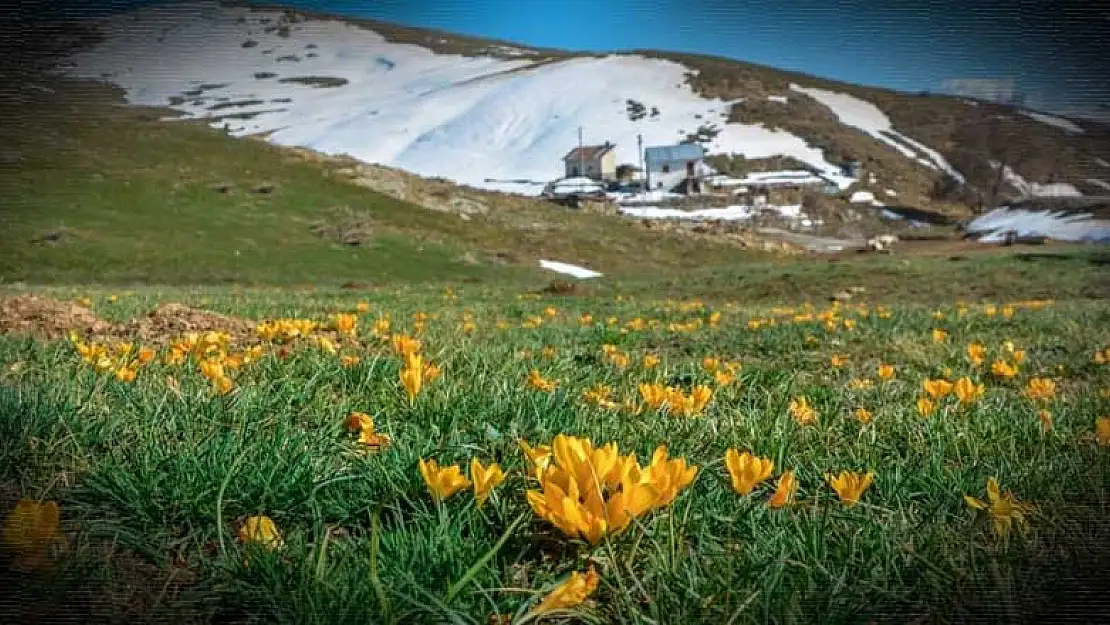 Sarı çiğdemler çiçek açtı! Konya'da yaylaya göç zamanı geldi