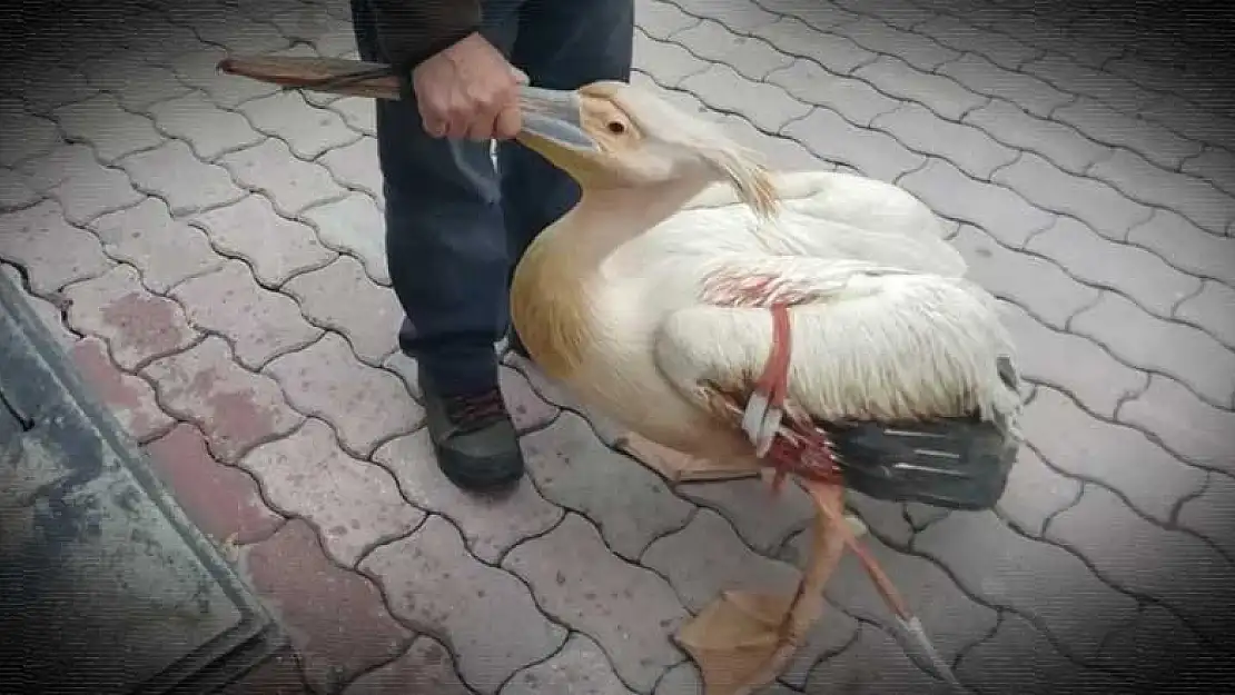 Yaralı halde bulunan pelikan tedaviye alındı