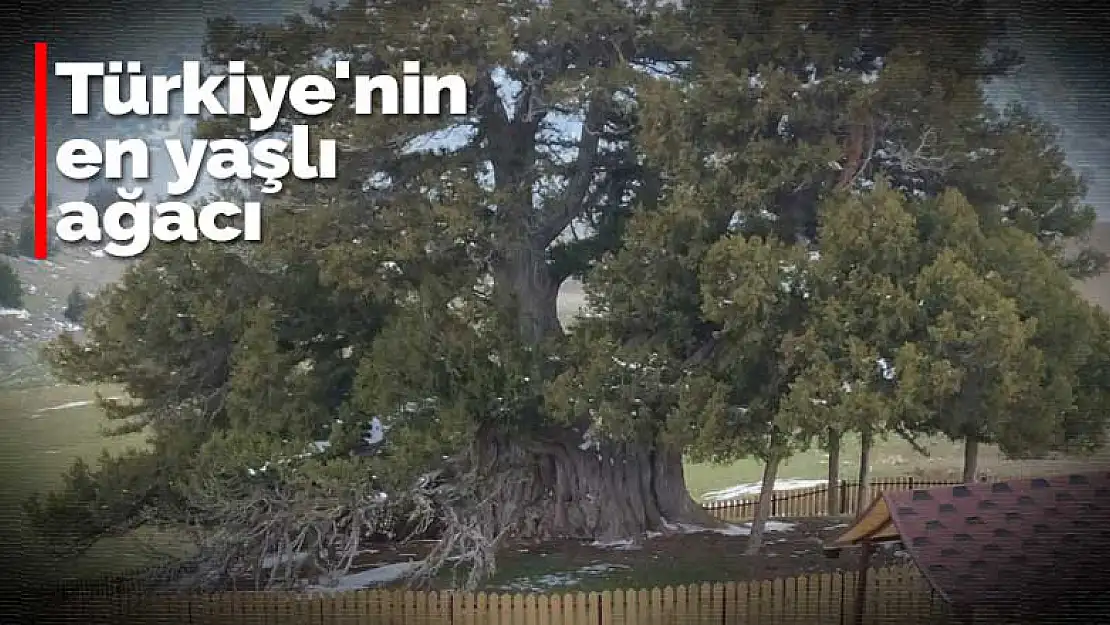 Konya'da bulunan Türkiye'nin en yaşlı ağacı Ağıl Ardıç'a çevre düzenlemesi yapıldı 