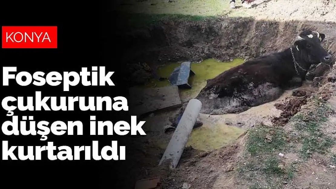 Konya'da foseptik çukuruna düşen ineği itfaiye kurtardı