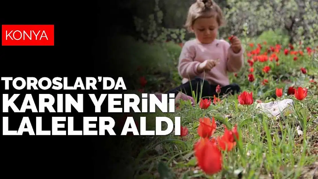 Toroslar'da kar eridi, yerini laleler aldı! Sadece bir hafta kalacaklar