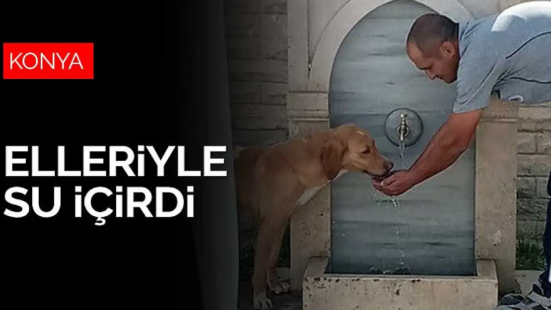 Selçuklu Belediyesi'nde park ve bahçeler görevlisi köpeğe eliyle su içirdi