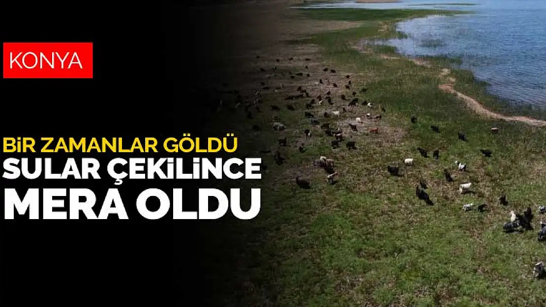 Beyşehir Gölü kıyılarında suların çekildiği alanlar meraya döndü