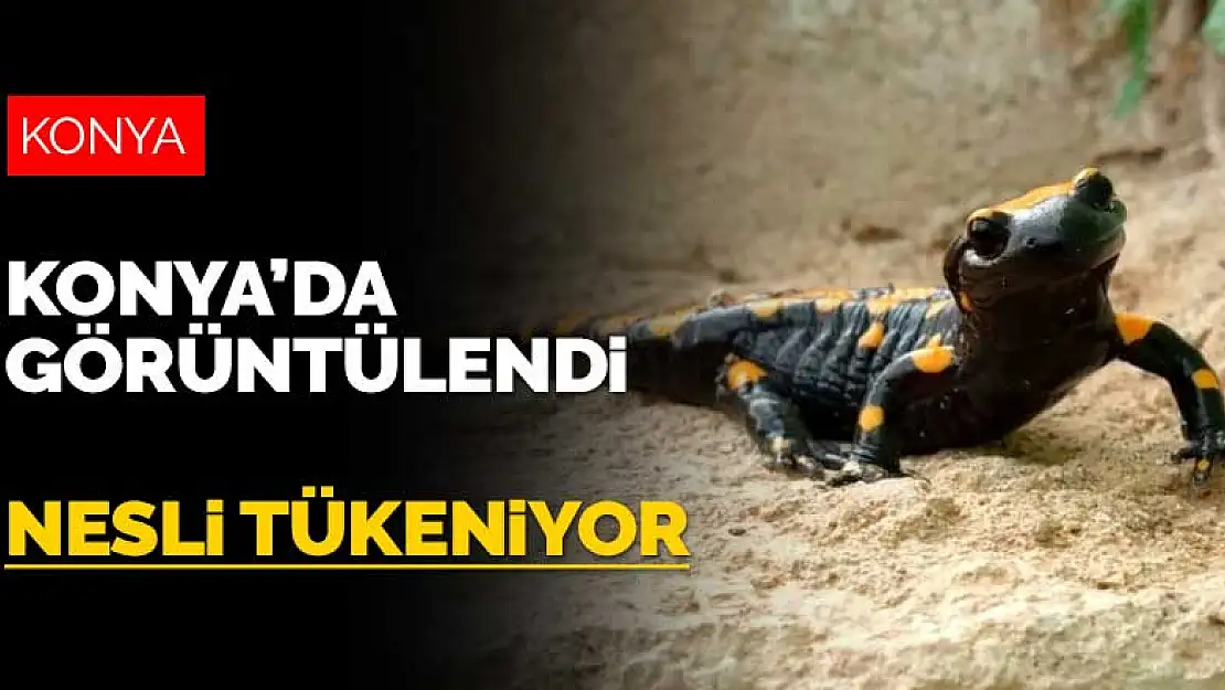 Nesli tükenmekte olan benekli Anadolu su semenderi Konya'da görüntülendi