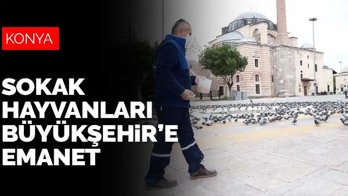 Konya'daki sokak hayvanları Büyükşehir'e emanet