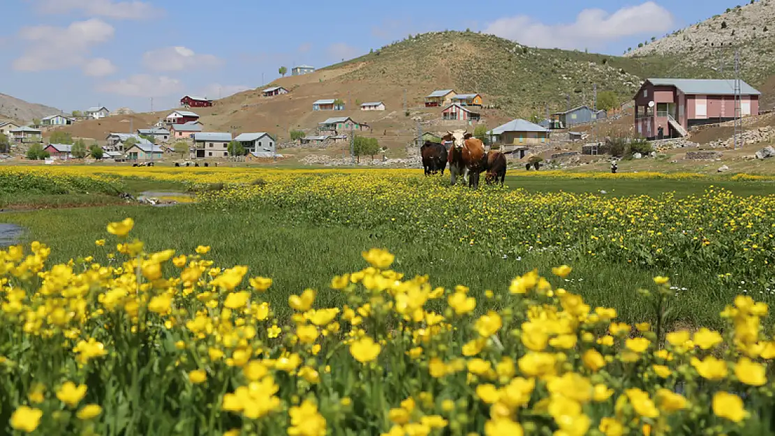 Toros Dağları'ndaki yaylalar, bahar aylarında bir başka güzel