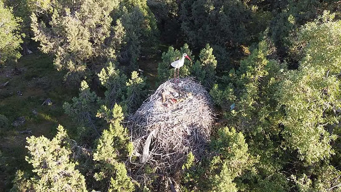 Beyşehir Leylekler Vadisi tamamen leyleklere kaldı