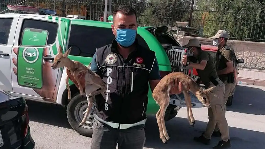 Konya'da Polisin durdurduğu otomobilden ceylan yavruları çıktı