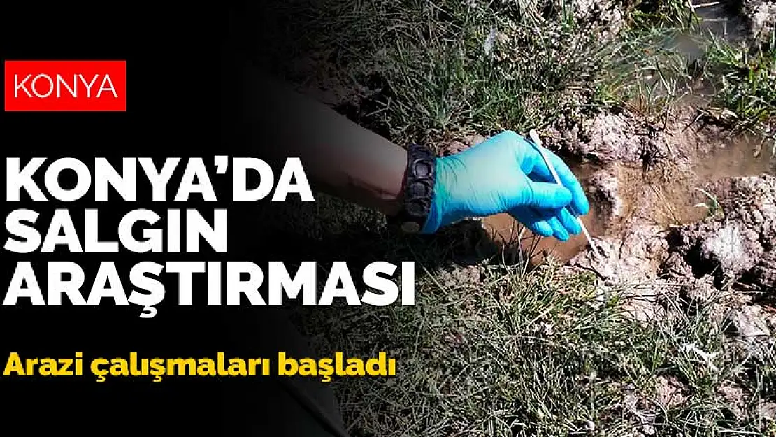 Konya'da salgın araştırması! Arazi çalışmaları başladı