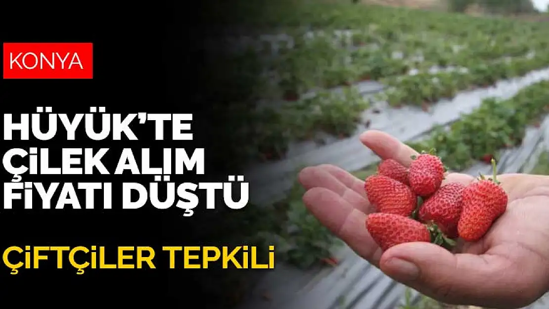 Konya'da çilek alım fiyatı düştü! Çiftçiler tepkili