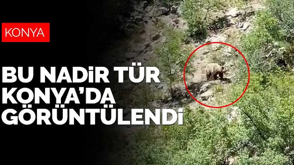 Konya'da dağlık alanda nesli tehlike altında olan bozayı görüntülendi