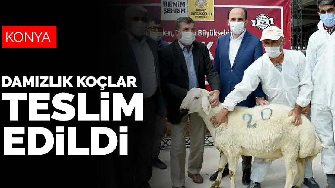 Konya Büyükşehir Belediyesi başvuruda bulunan üreticilere koçlarını teslim etti