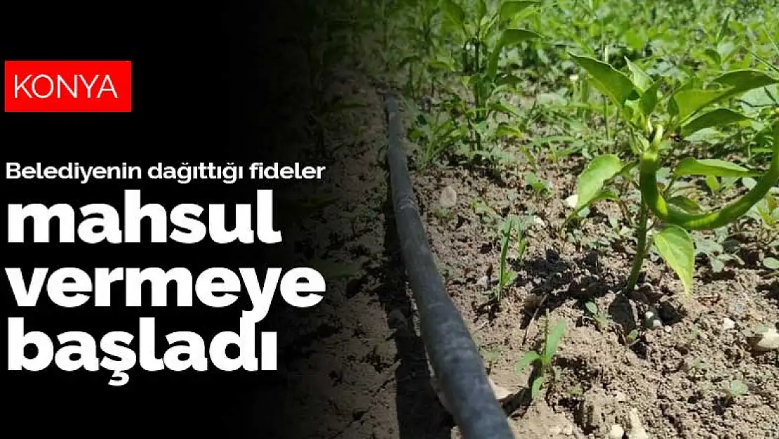 Ereğli Belediyesi'nin dağıttığı fideler mahsul vermeye başladı