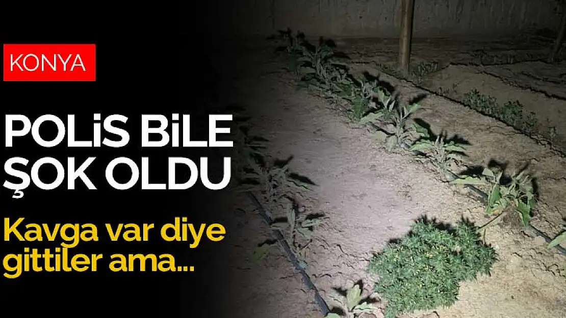 Konya polisini şok eden manzara! Aile içi kavga kenevir bahçesini ortaya çıkardı!