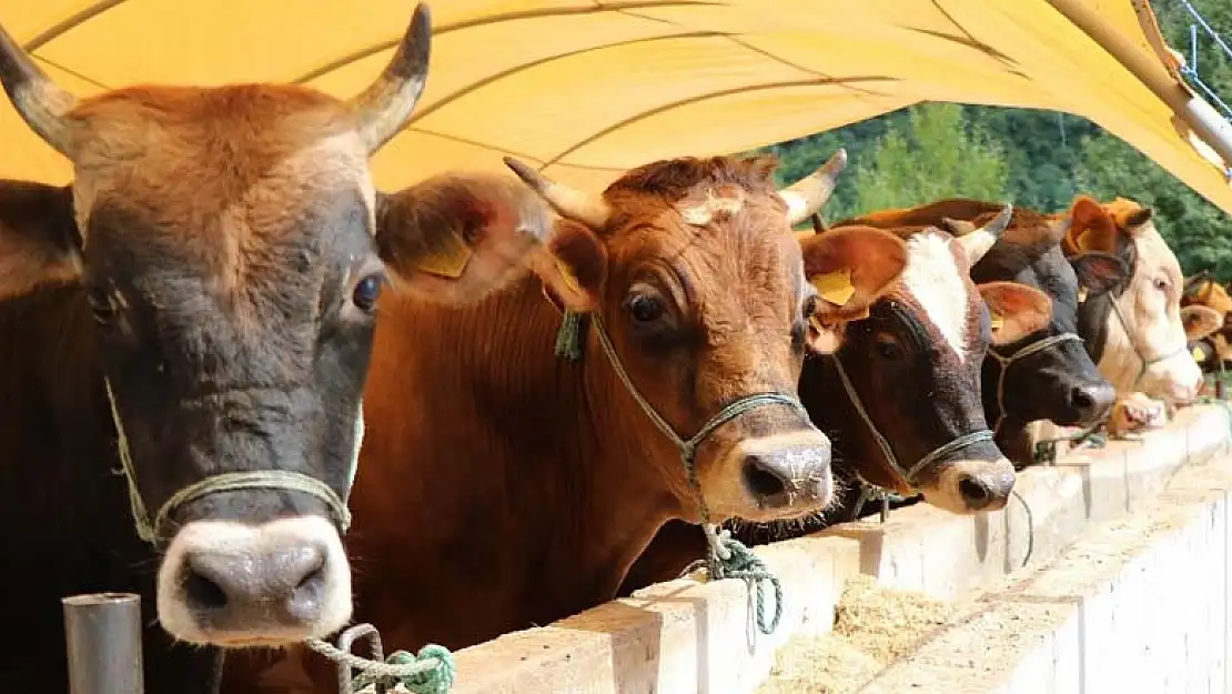 Konya'da kurban kesim fiyatları belirlendi