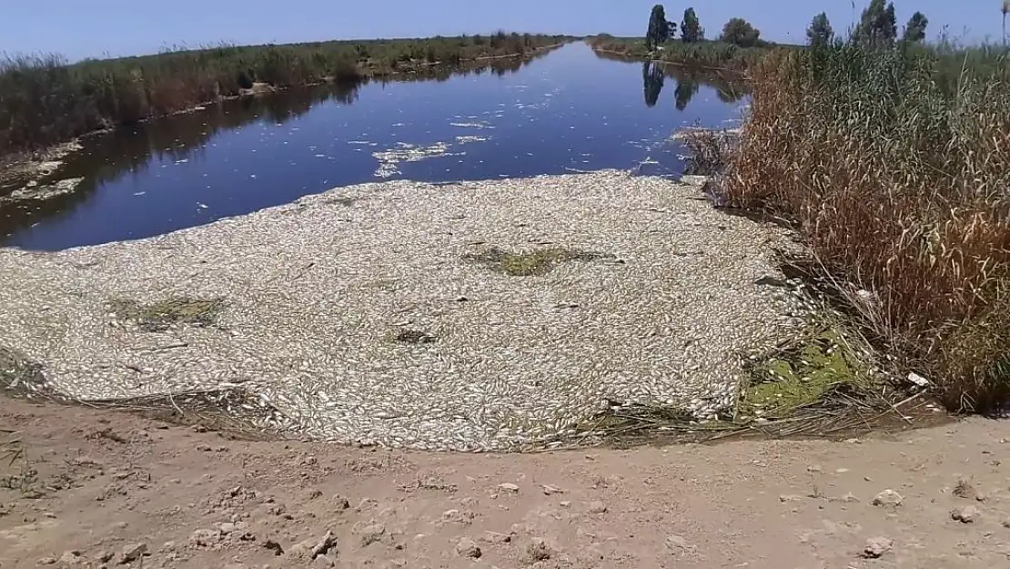 Büyük Menderes Nehri'nde korkutan görüntü