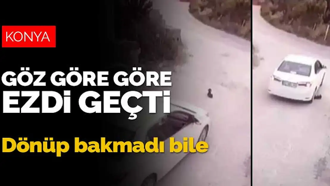 Yer: Konya! Yavru köpeği göz göre göre ezdi geçti, dönüp bakmadı bile