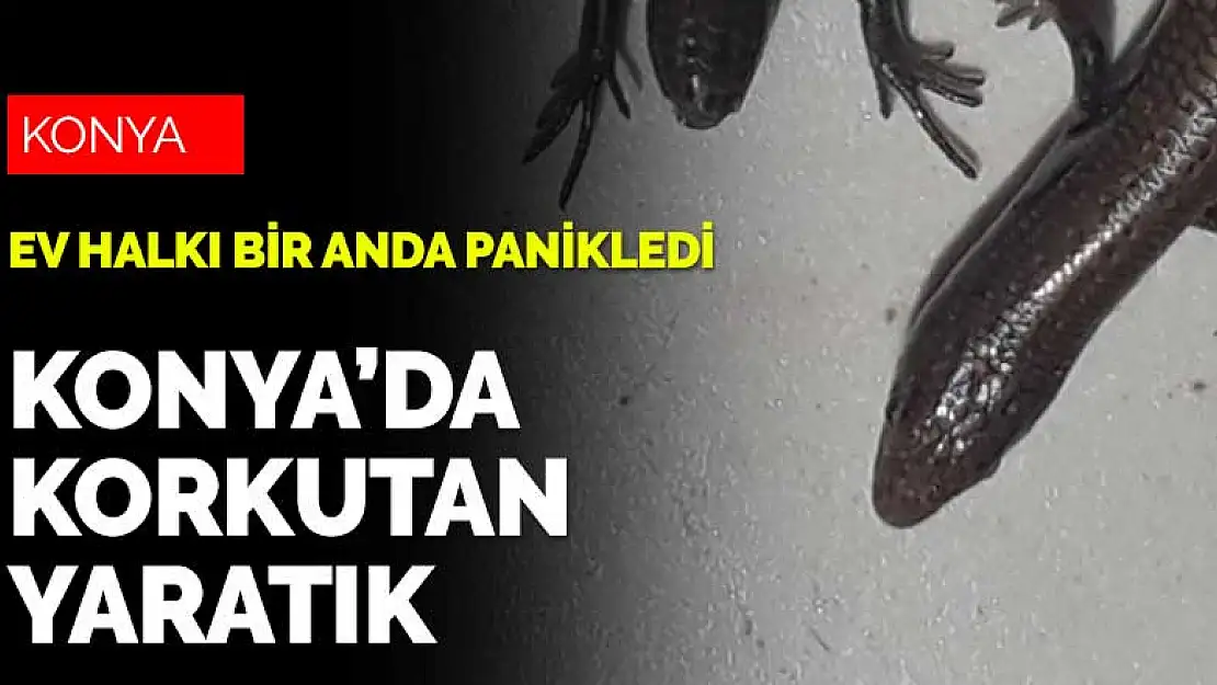 Konya'da korkutan yaratık! Yılan mı kertentele mi?