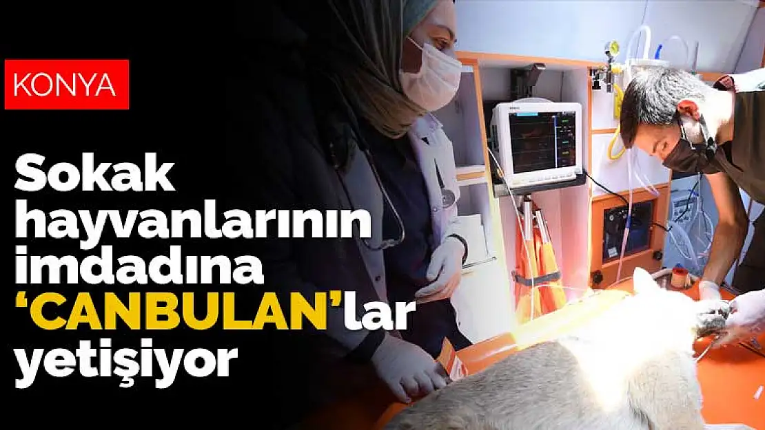 Konya'nın 'Canbulan'ları yaralı ve yardıma muhtaç sokak hayvanlarına yetişiyor